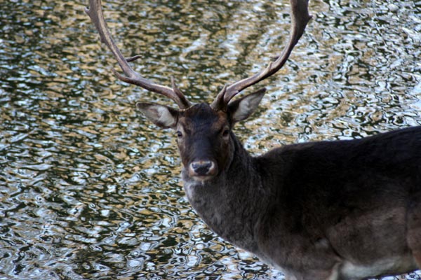 Killikus&reg; Fotographie